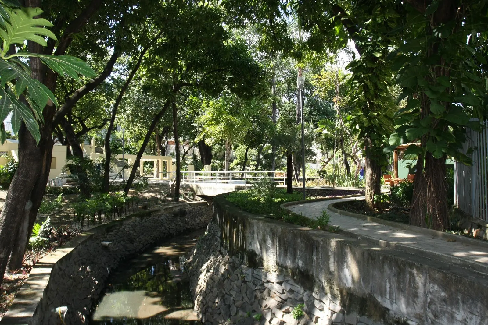 imagem de árvores e plantas em bosque do paço municipal, em fortaleza.
