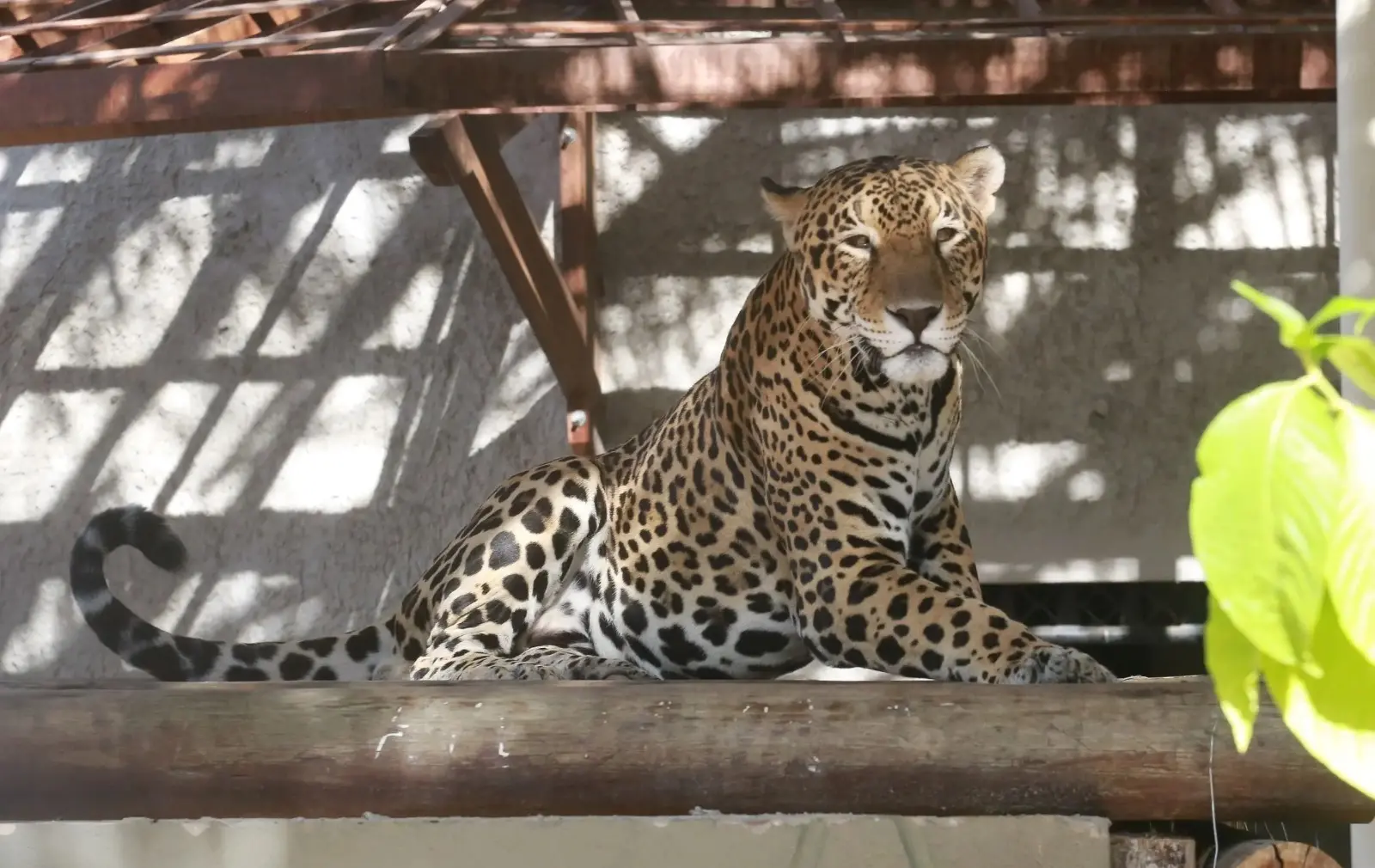 Onça-pintada deitada na sombra em zoológico de Fortaleza.