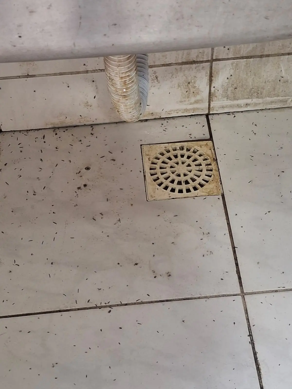 Larvas próximo a ralo de restaurante.