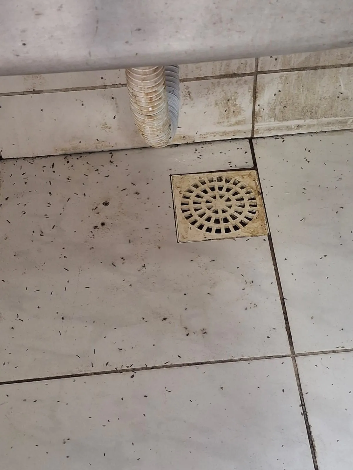 Foram identificadas larvas de insetos próximo a ralos.