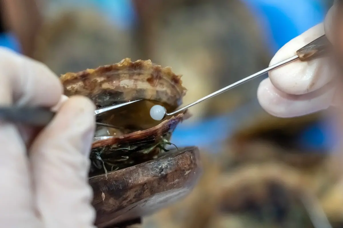 Mãos usando luvas seguram uma ostra aberta enquanto uma ferramenta metálica retira uma pequena pérola branca do interior da concha.