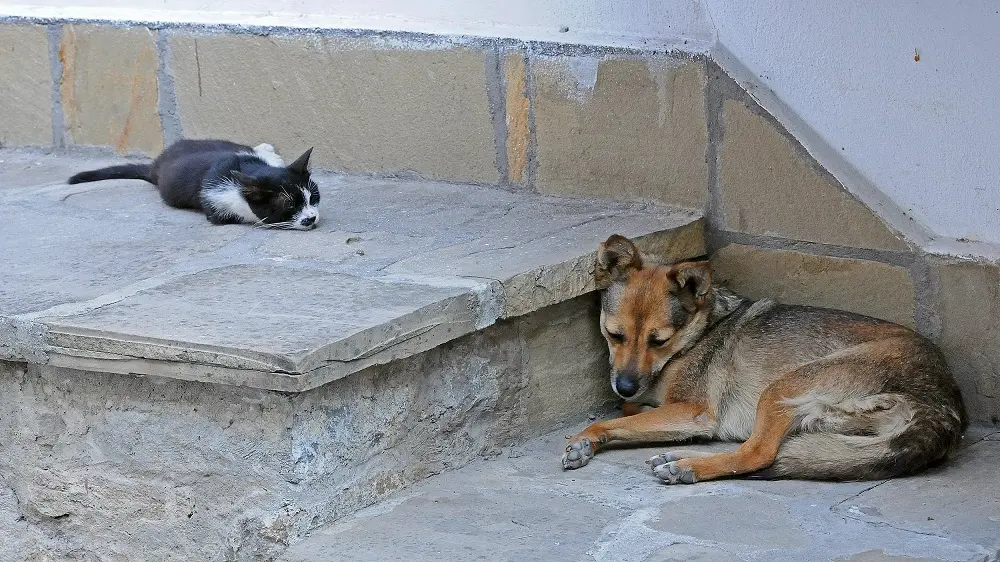 Punição para quem maltrata cães e gatos é maior.
