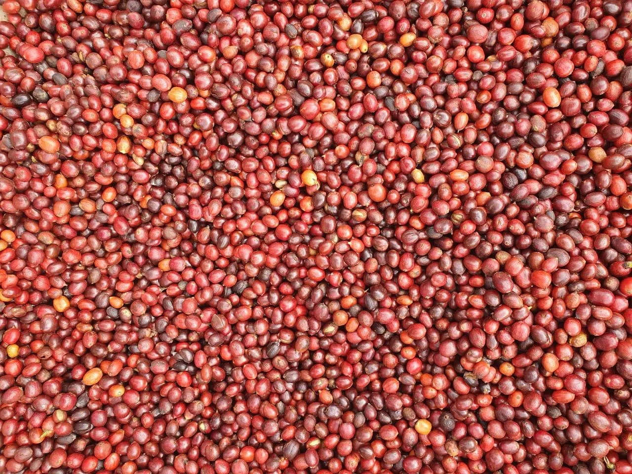 No Brasil, café Robusta ganhou o codinome de Amazônico por ter maior concentração de plantio em Rondônia.