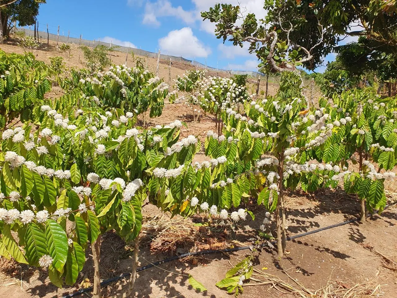 Pés de café Robusta ainda em desenvolvimento, florescendo.