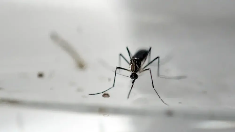 Na imagem, fotografia em close-up de um mosquito Aedes aegypti sobre uma superfície clara e levemente refletora. O mosquito é escuro com listras brancas características no corpo e nas articulações das pernas. Ele está posicionado de frente para a câmera, com as patas espalhadas e a probóscide (aparelho bucal) voltada para baixo. O fundo está embaçado em tons de cinza e branco, destacando os detalhes do inseto. No canto superior direito, há o crédito 