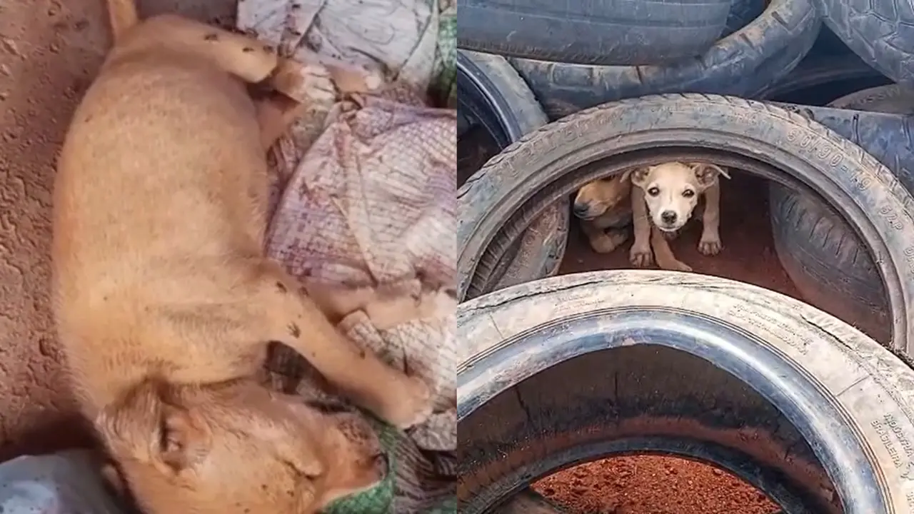 A imagem apresenta uma montagem com dois registros de cães em situação de abandono em um ambiente precário. Na esquerda, um filhote caramelo dorme sobre sacos de ráfia sujos, enquanto na direita, dois cãezinhos espiam de dentro de pneus empilhados em um terreno de terra.