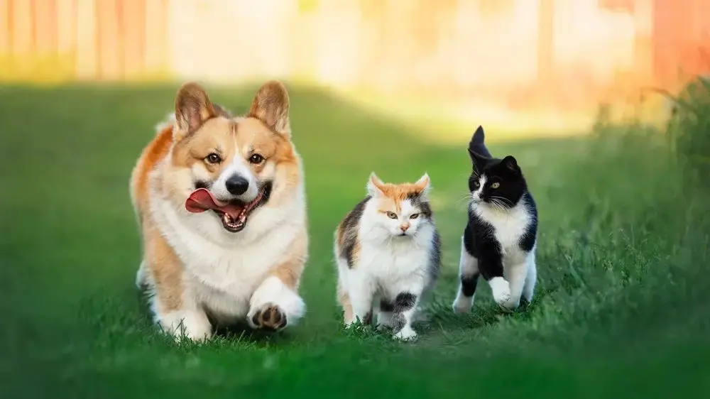 Cachorro e dois gatos brincando juntos ao ar livre em um parque ensolarado, transmitindo alegria e amizade entre animais de estimação.