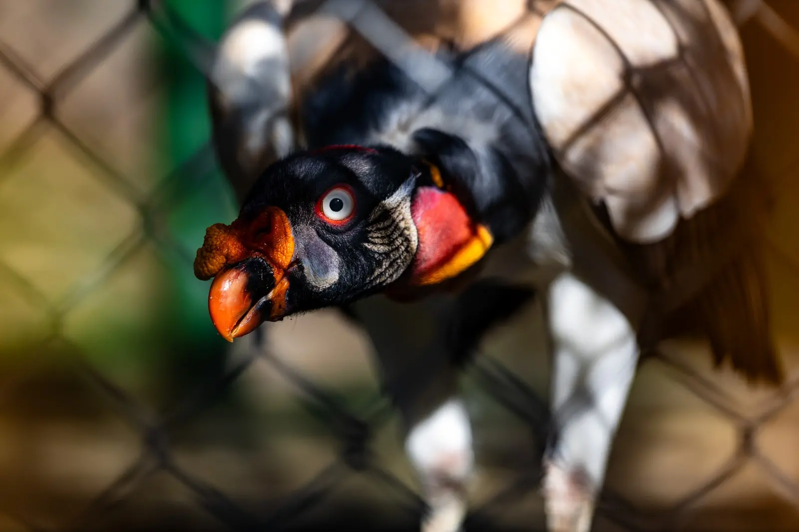 Imagem mostra urubu-rei no Zoológico Municipal Sargento Prata, em Fortaleza.