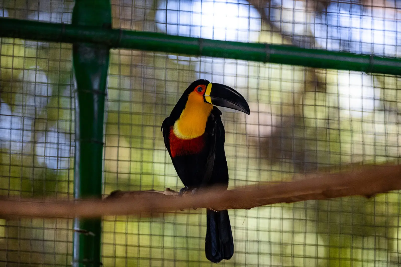 Imagem mostra tucano-de-bico-preto no Zoológico Municipal Sargento Prata, em Fortaleza.