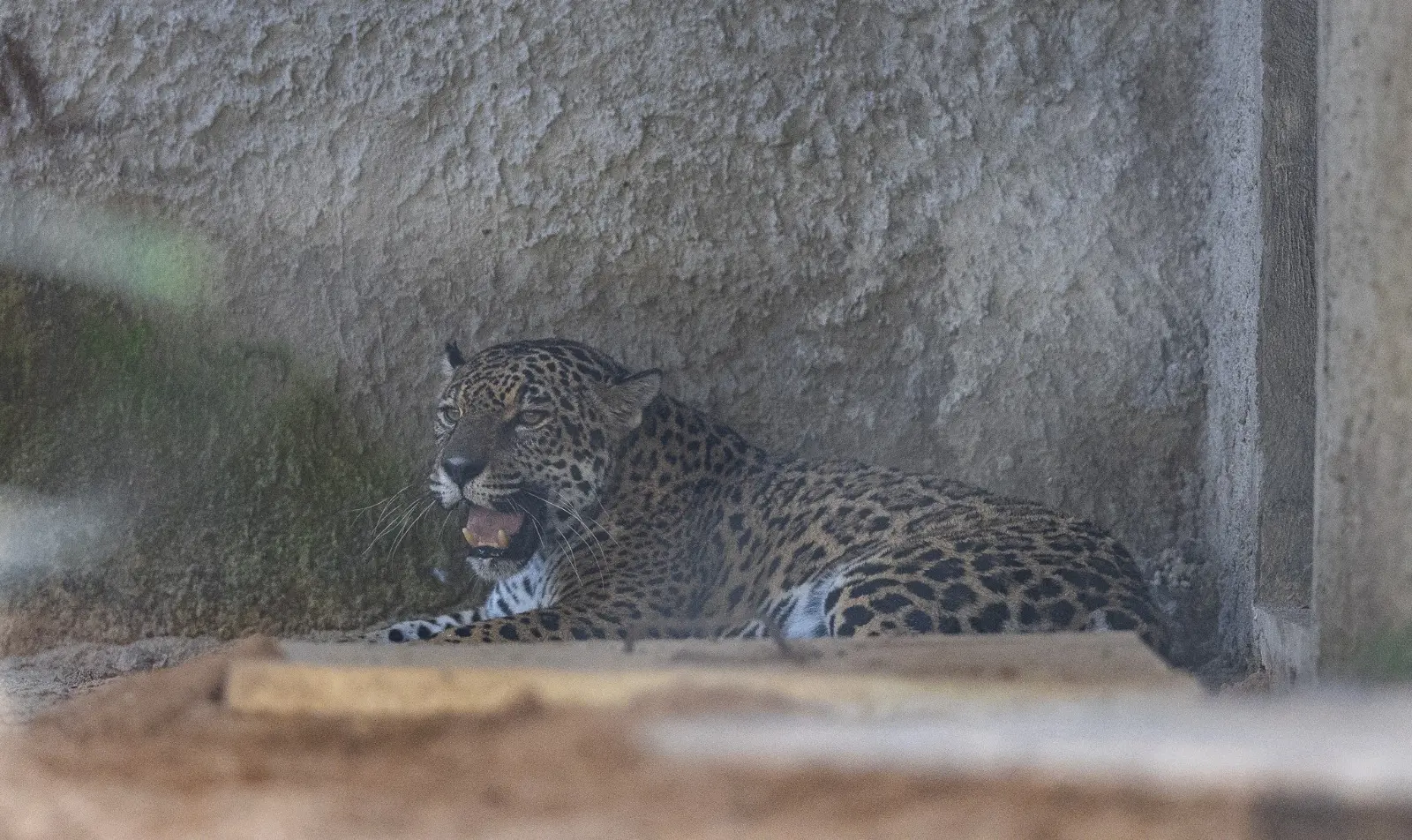 Imagem mostra onça-pintada no Zoológico Municipal Sargento Prata, em Fortaleza.