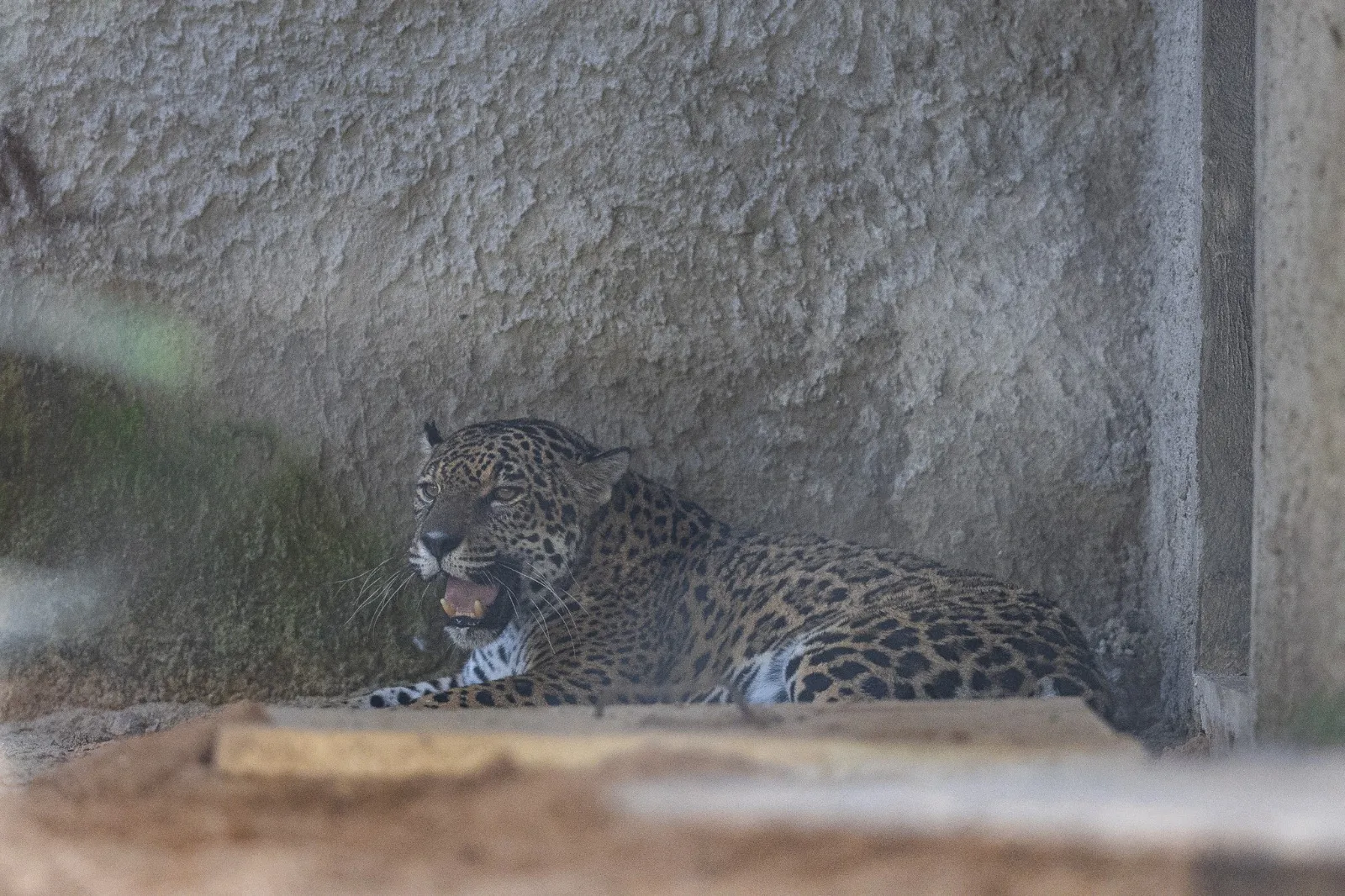 Considerada vulnerável, a espécie ocorre em todos os biomas do Brasil, exceto no Pampa, onde já foi extinta.