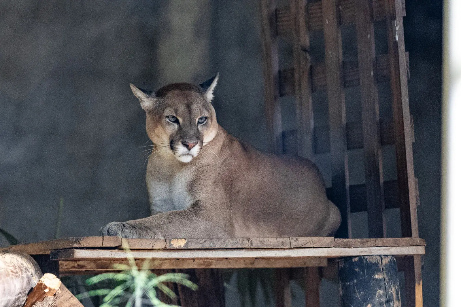 Imagem mostra onça-parda do Zoológico Municipal Sargento Prata, em Fortaleza.