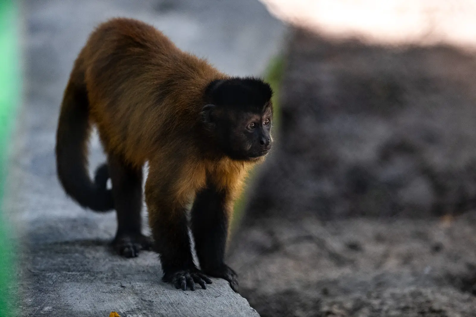 Imagem mostra macaco-prego do Zoológico Municipal Sargento Prata, em Fortaleza