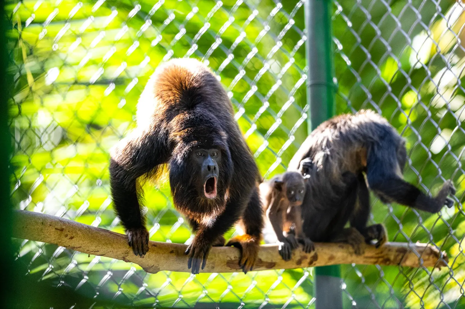 Imagem mostra família de primatas guariba-da-caatinga, formada por uma fêmea, um macho e um filhote, este nascido no Zoológico Municipal Sargento Prata, em Fortaleza.