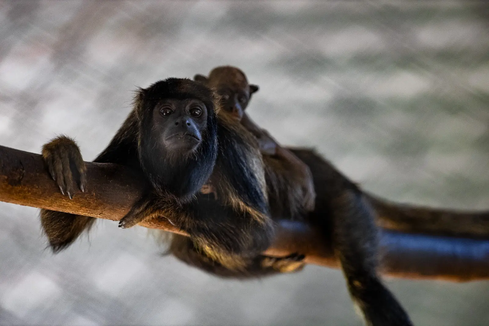 Imagem mostra mãe e filhote de guariba-da-caatinga no Zoológico Municipal Sargento Prata, em Fortaleza.