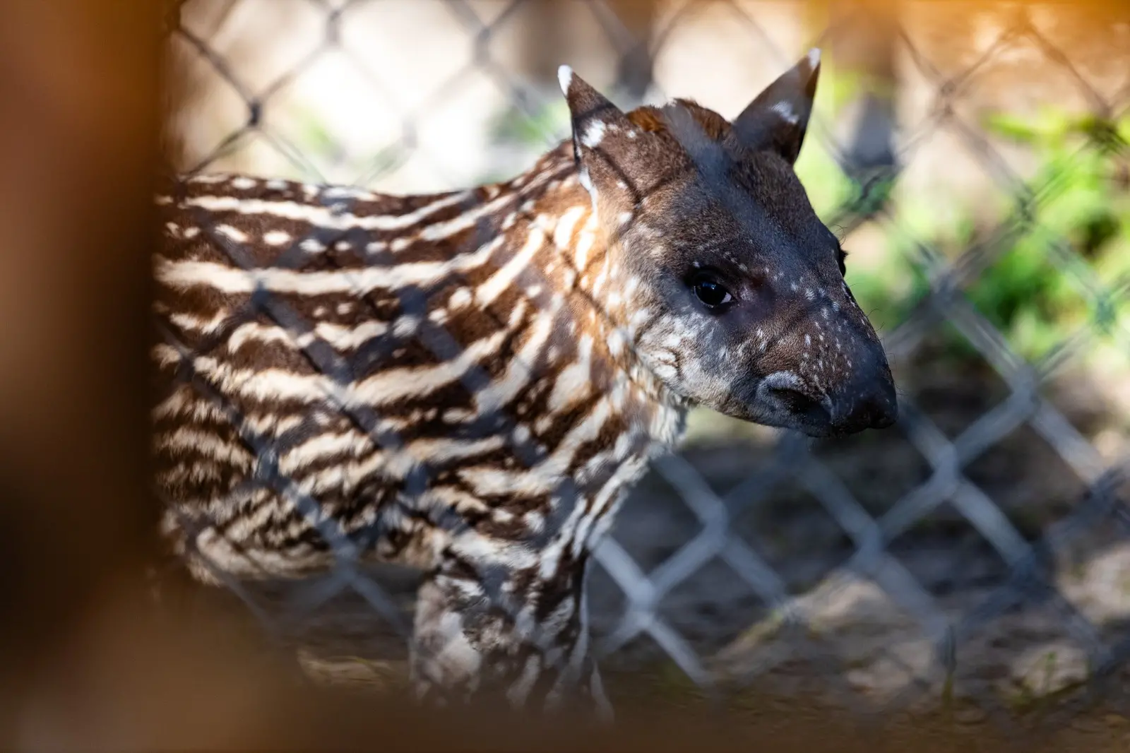 Imagem mostra filhote de anta que nasceu no Zoológico Municipal Sargento Prata, em Fortaleza.