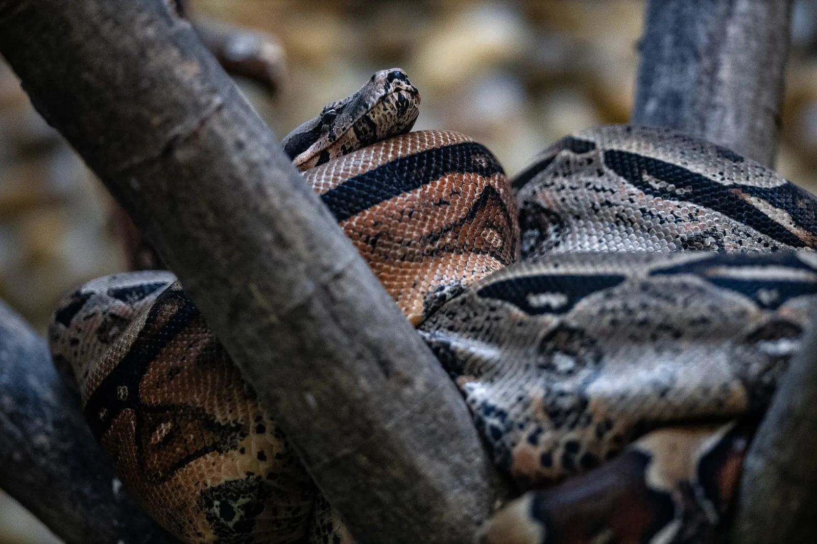 Considerada uma das maiores serpentes do Brasil, a jiboia pode ultrapassar os três metros de comprimento.