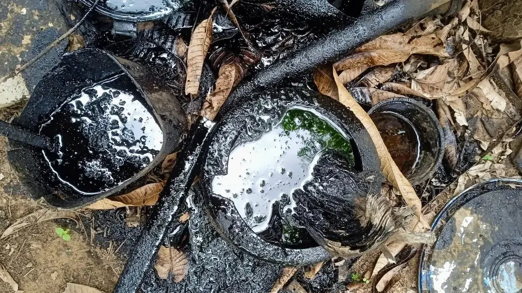 Recipientes no chão contendo substância escura semelhante a petróleo, entre folhas secas e galhos, em área externa.