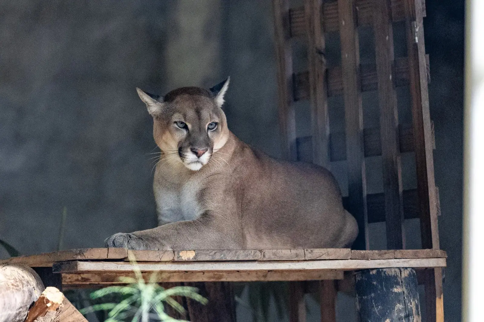 Imagem da notícia Zoológico de Fortaleza reabre com animais ameaçados de extinção, espécies raras e viveiro