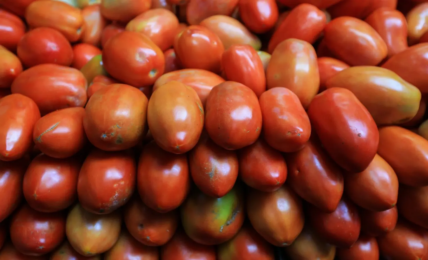 Foto que contém tomates italianos em exposição no supermercado. Eles têm formato mais oval.
