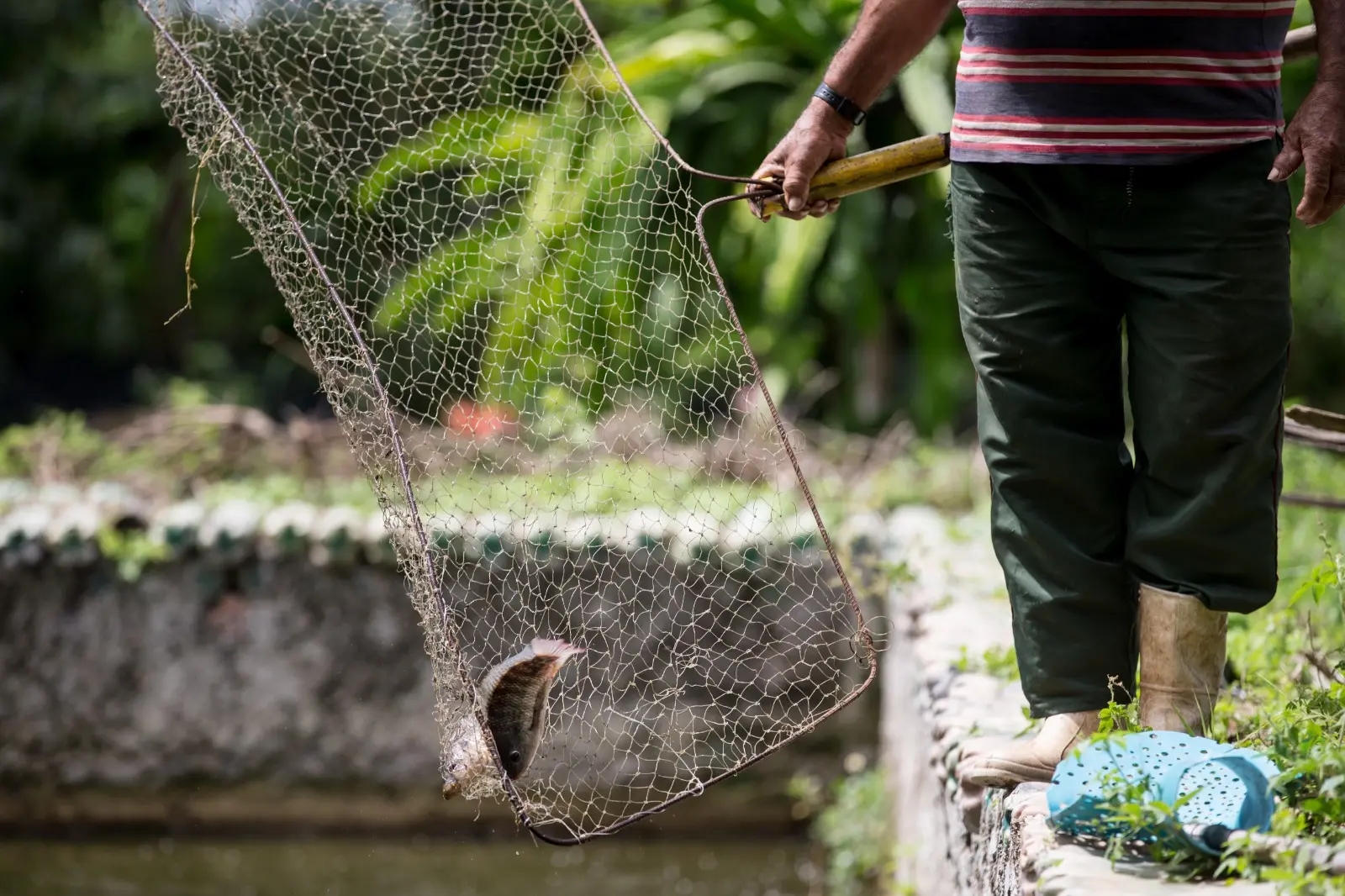 Foto que contém homem de costas pescando peixes em tanque.