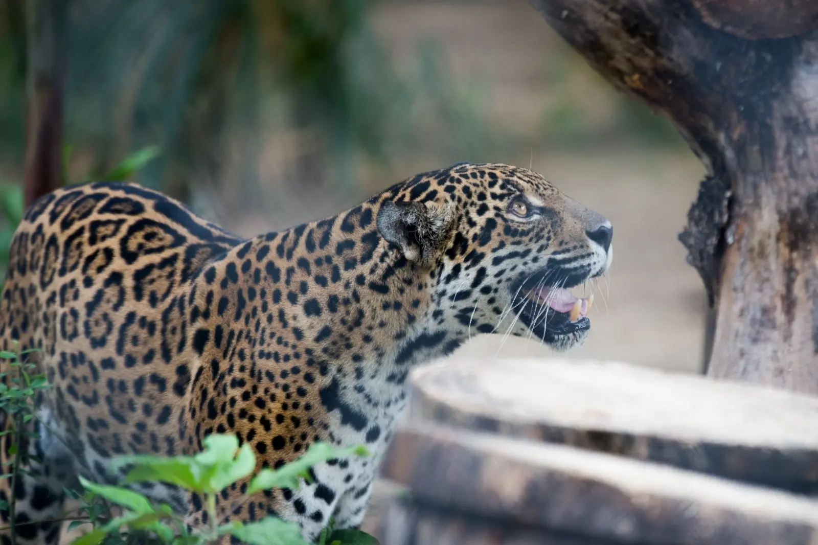 Perfil lateral de uma onça-pintada com a boca entreaberta, destacando suas rosetas e olhar atento. O animal está em um ambiente de mata com troncos de árvore ao redor.