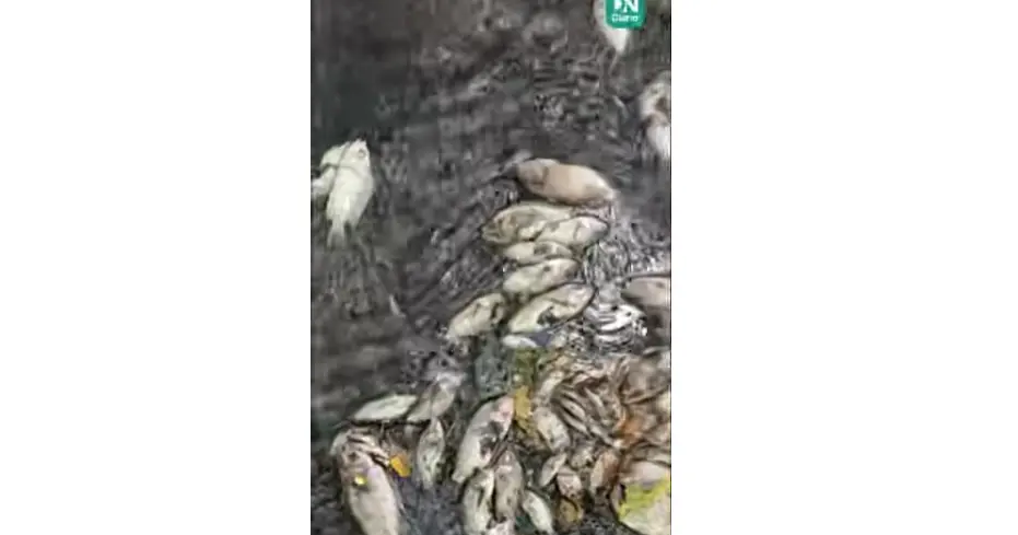 Imagem da notícia Peixes morrem em córrego de parque ecológico por descarte irregular de esgoto em Juazeiro