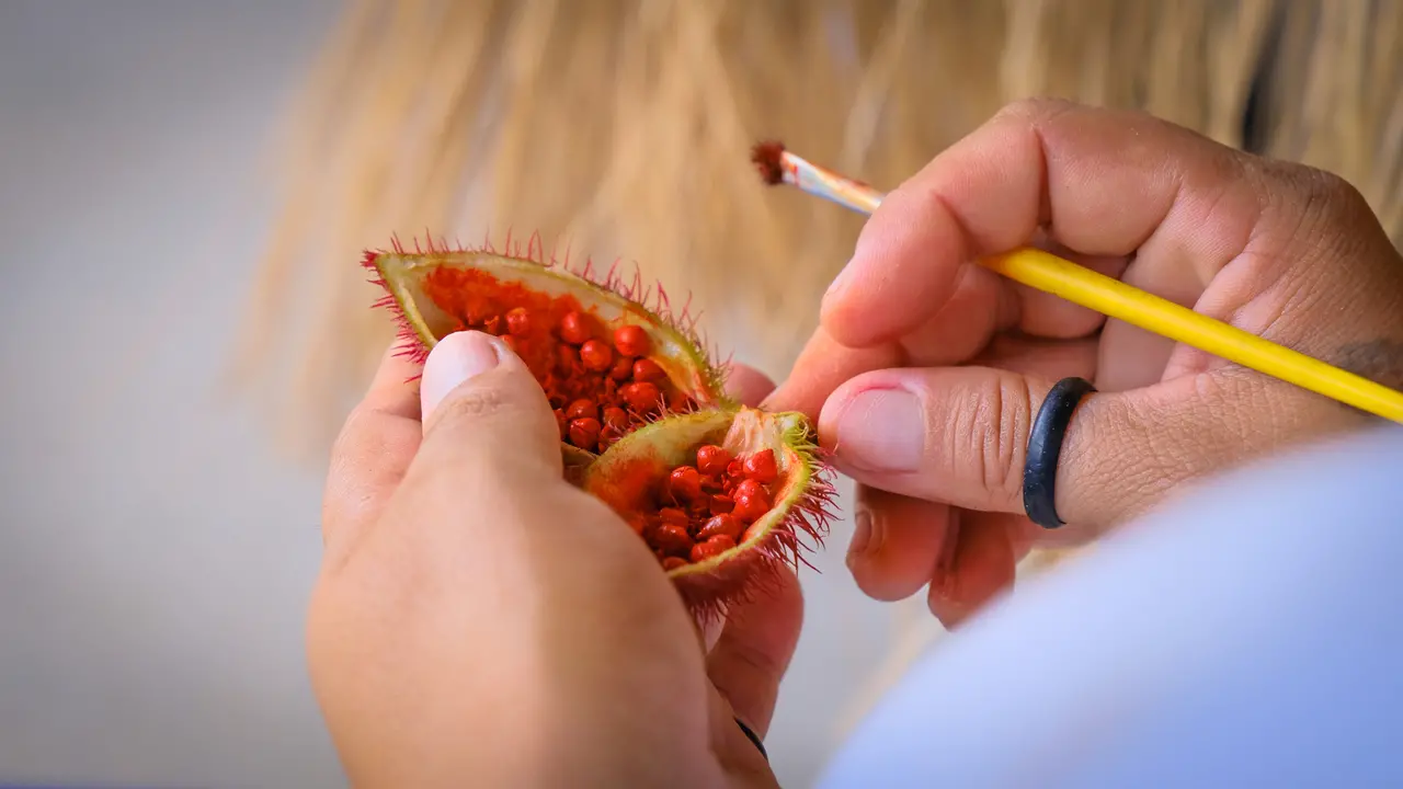Close-up das mãos de uma pessoa segurando um fruto de urucum aberto, revelando sementes vermelhas vibrantes. Com a outra mão, a pessoa usa um pincel fino para colher o pigmento natural.