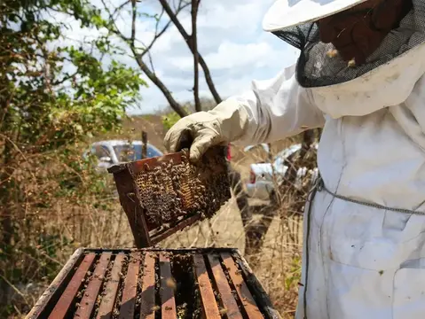 Imagem da notícia: Exportações de mel do Ceará caem 80% no primeiro trimestre de 2026