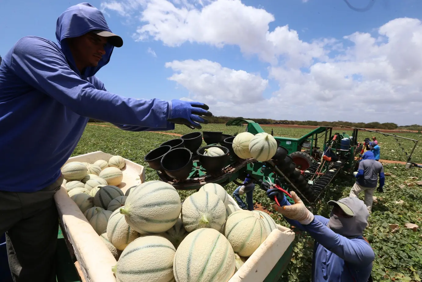 Foto que contém dois homens manuseando melões no Ceará.