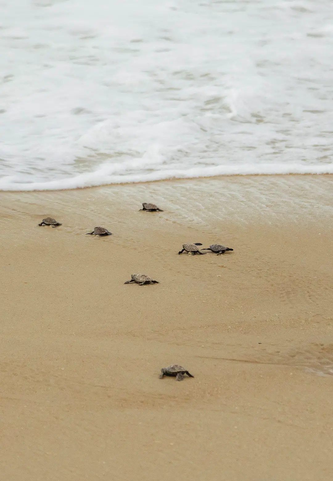 Várias tartarugas marinhas filhotes avançam em grupo pela faixa de areia úmida. Ao fundo, a espuma branca de uma onda se aproxima para encontrá-las na beira do oceano.