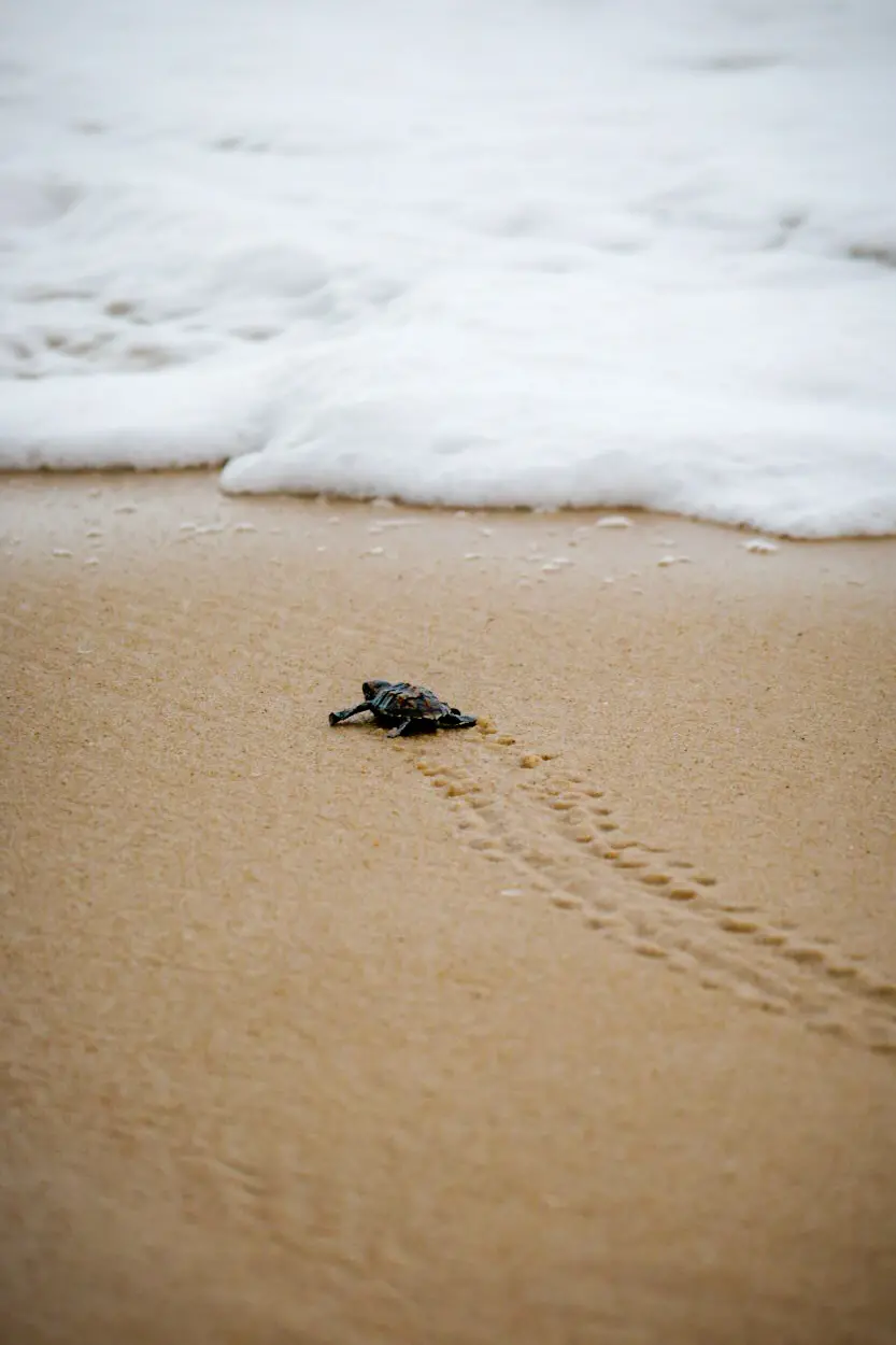 Foco em um único filhote de tartaruga visto de costas, deixando um rastro nítido na areia molhada enquanto caminha solitário em direção à espuma branca do mar.