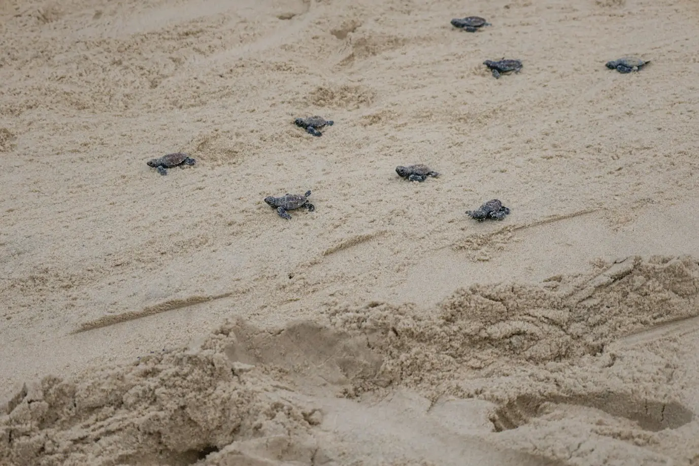 Vista aproximada de pequenos filhotes de tartaruga marinha rastejando sobre a areia clara da praia. As marcas de suas nadadeiras criam pequenas trilhas texturizadas no solo.