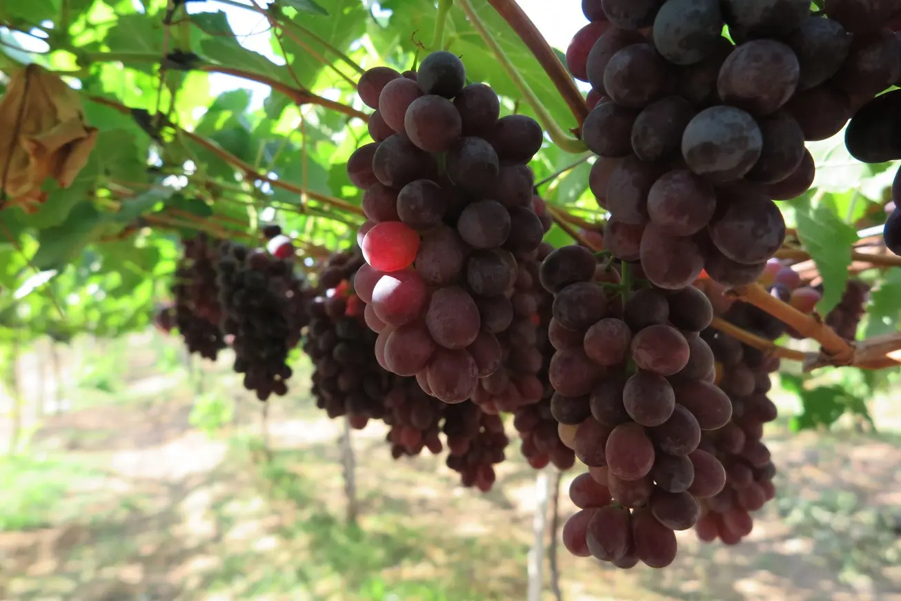 Foto que contém cachos de uvas em parreira plantada no Ceará. Uva é de cor arroxeada.