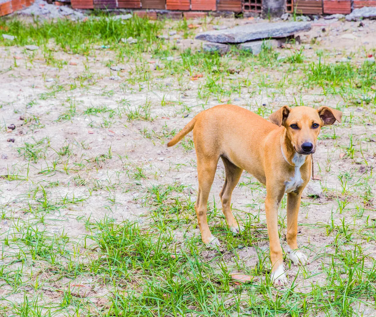 Um cachorro de pelagem caramelo e manchas brancas no peito e nas patas observa fixamente a câmera em um terreno de terra com grama rala. Ao fundo, uma parede de tijolos e pedras compõem o cenário simples e ensolarado onde o animal está posicionado.