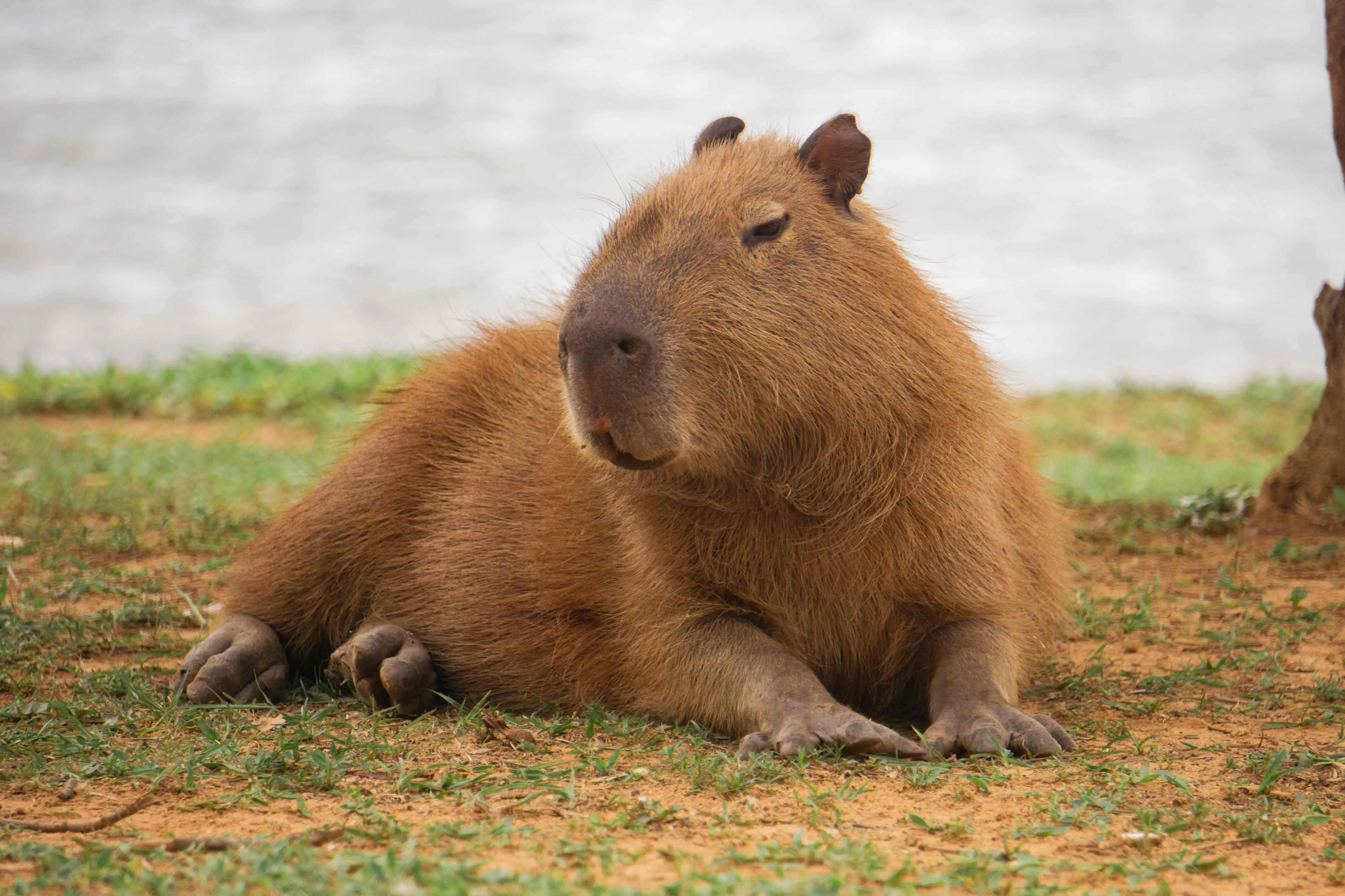 Uma capivara adulta e peluda, de pelagem marrom-avermelhada, está deitada preguiçosamente em um trecho de grama misturada com terra perto da água. O grande roedor está olhando para a esquerda, com os olhos relaxados, quase fechados, e as patas palmadas estendidas, apoiadas na grama. Ao fundo, um lago ou rio desfocado de cor cinza claro ocupa a maior parte do horizonte, com uma faixa de vegetação verde na margem oposta.