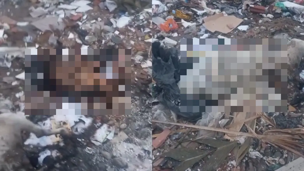 Moradores reclamam de mau cheiro de corpos de animais jogando em terreno.