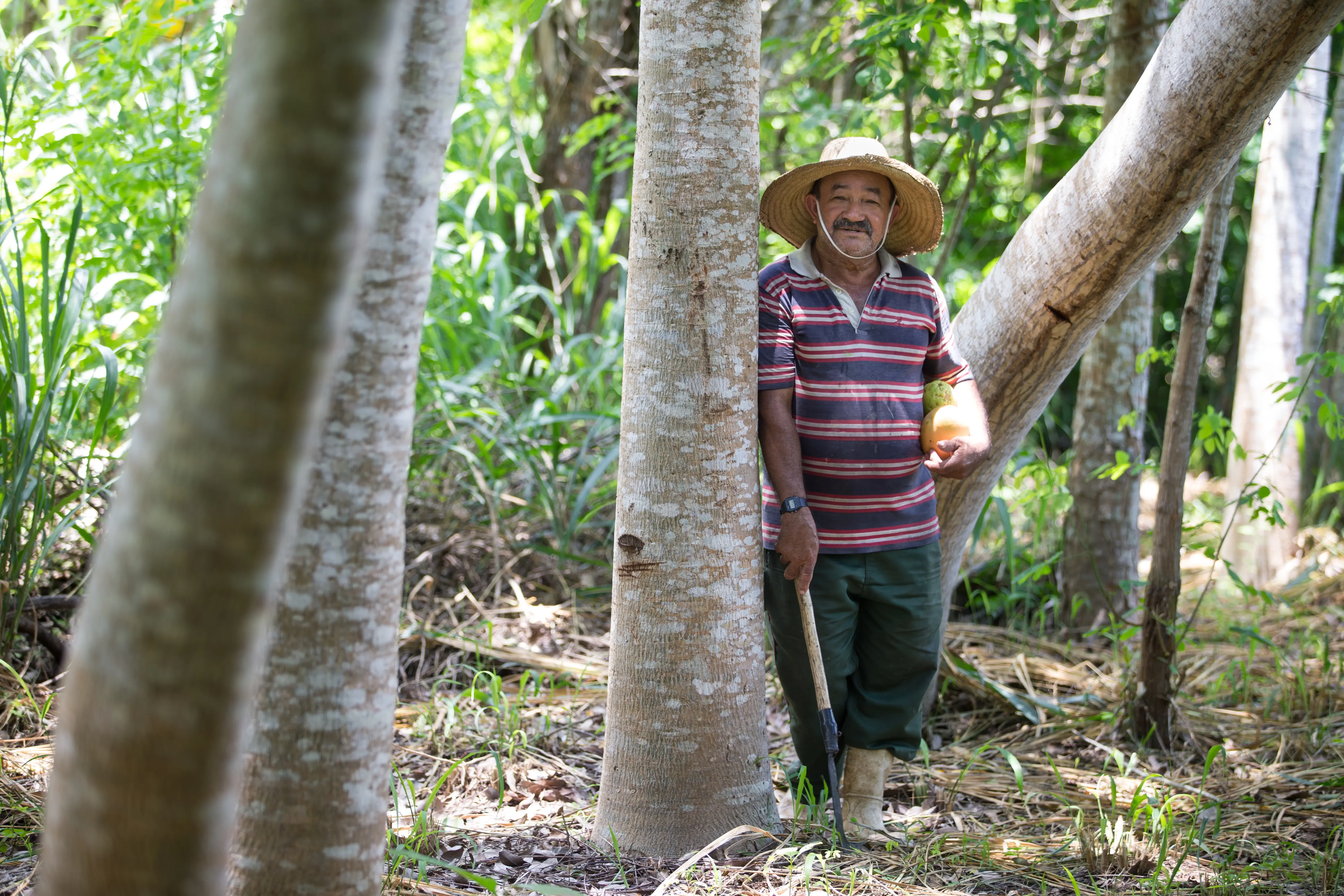 Seu Francisco, homem com chapéu de palha posa entre árvores em área de plantio florestal, apoiado em ferramenta agrícola e segurando frutas. Ao redor, há troncos altos, capim e luz natural filtrada pela copa das árvores.