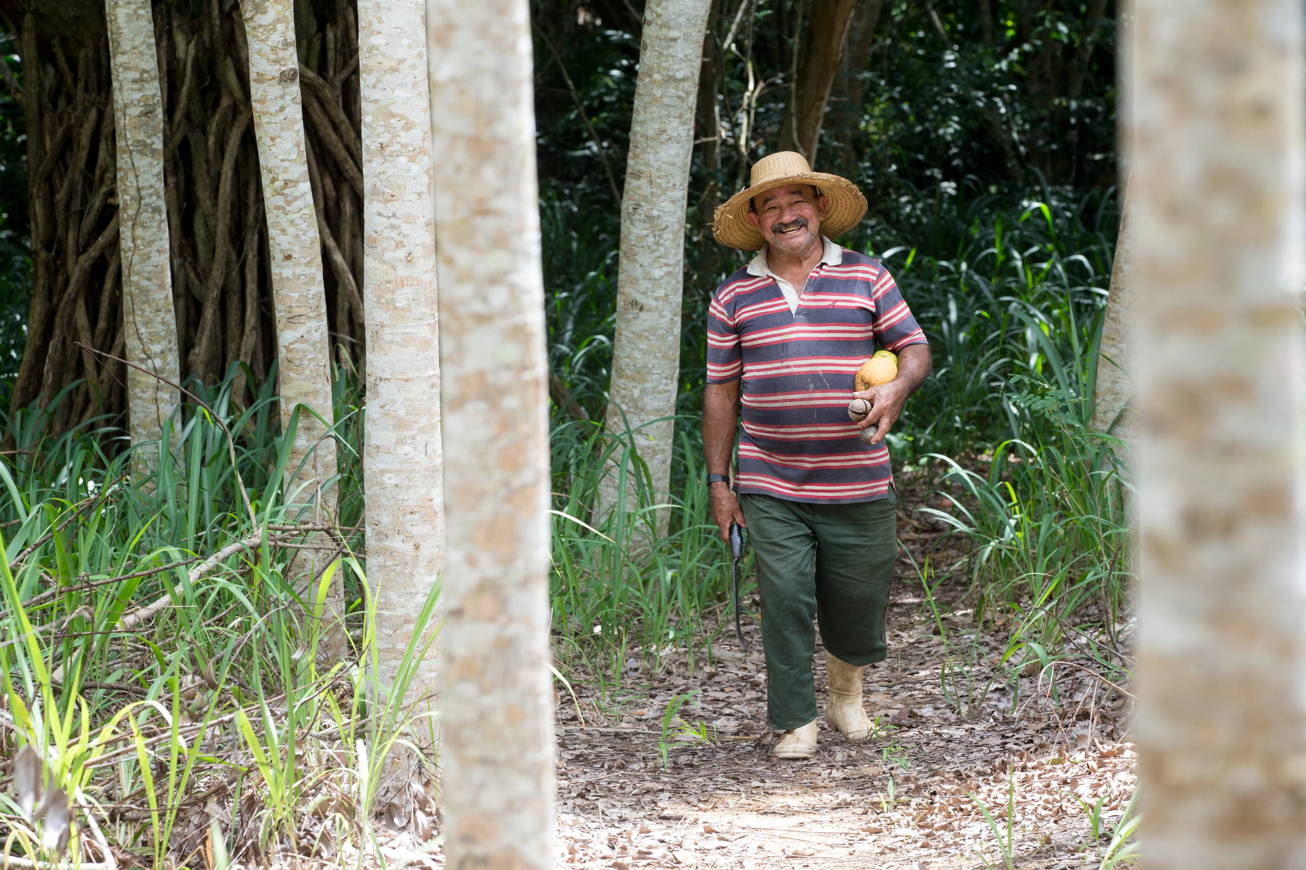 Seu Francisco, trabalhador rural caminha por trilha entre árvores de troncos claros, segurando ferramenta agrícola e frutas. Vegetação verde e folhas secas cobrem o chão da mata.
