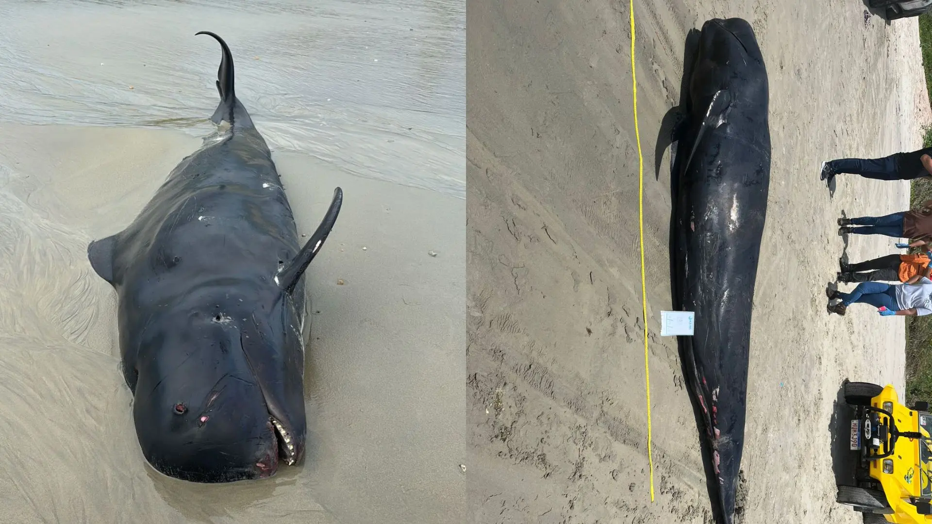 Fotos da baleia em decomposição encontrada encalhada em Fortim.