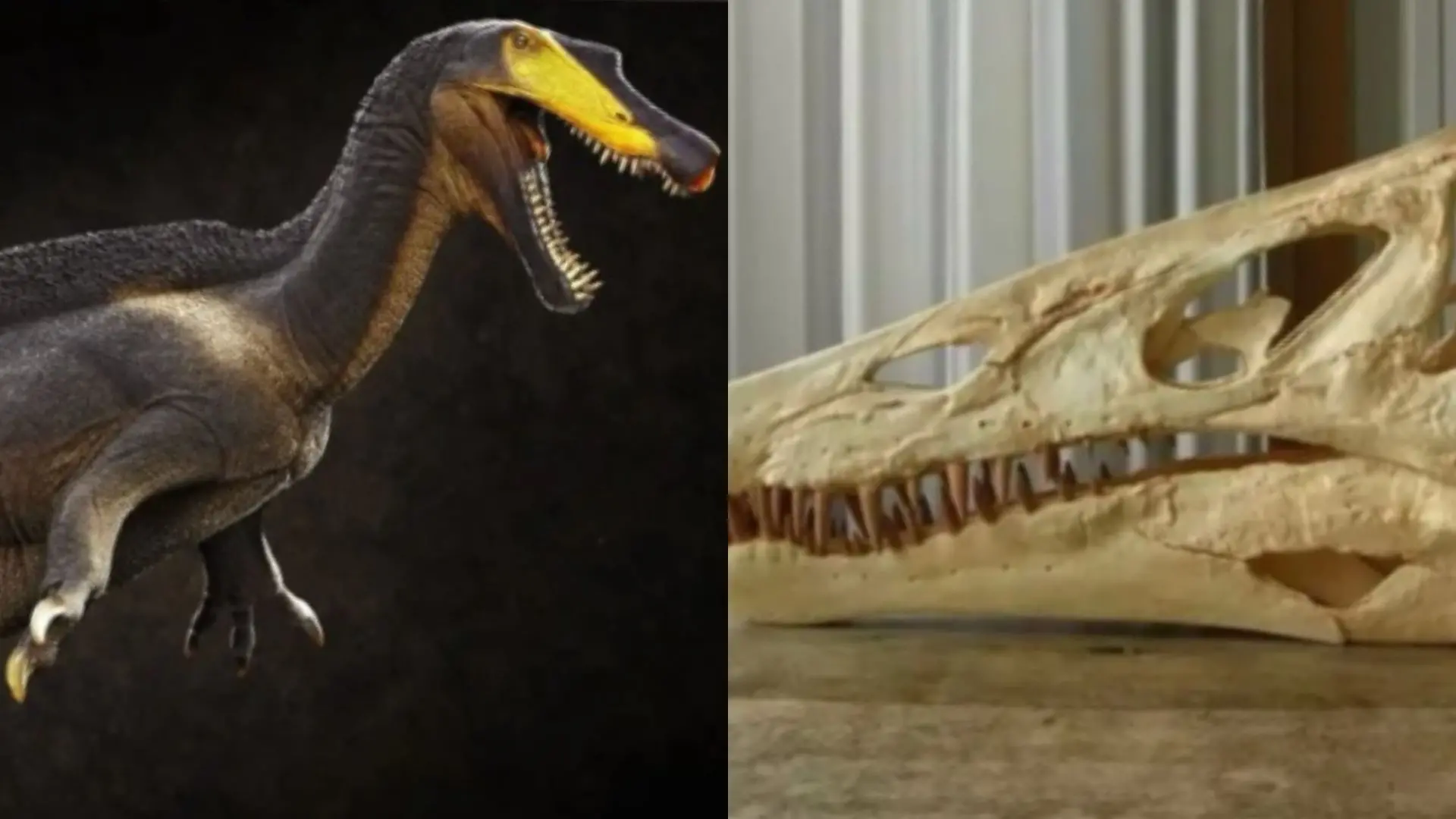 Foto do dinossauro Irritator challengeri.