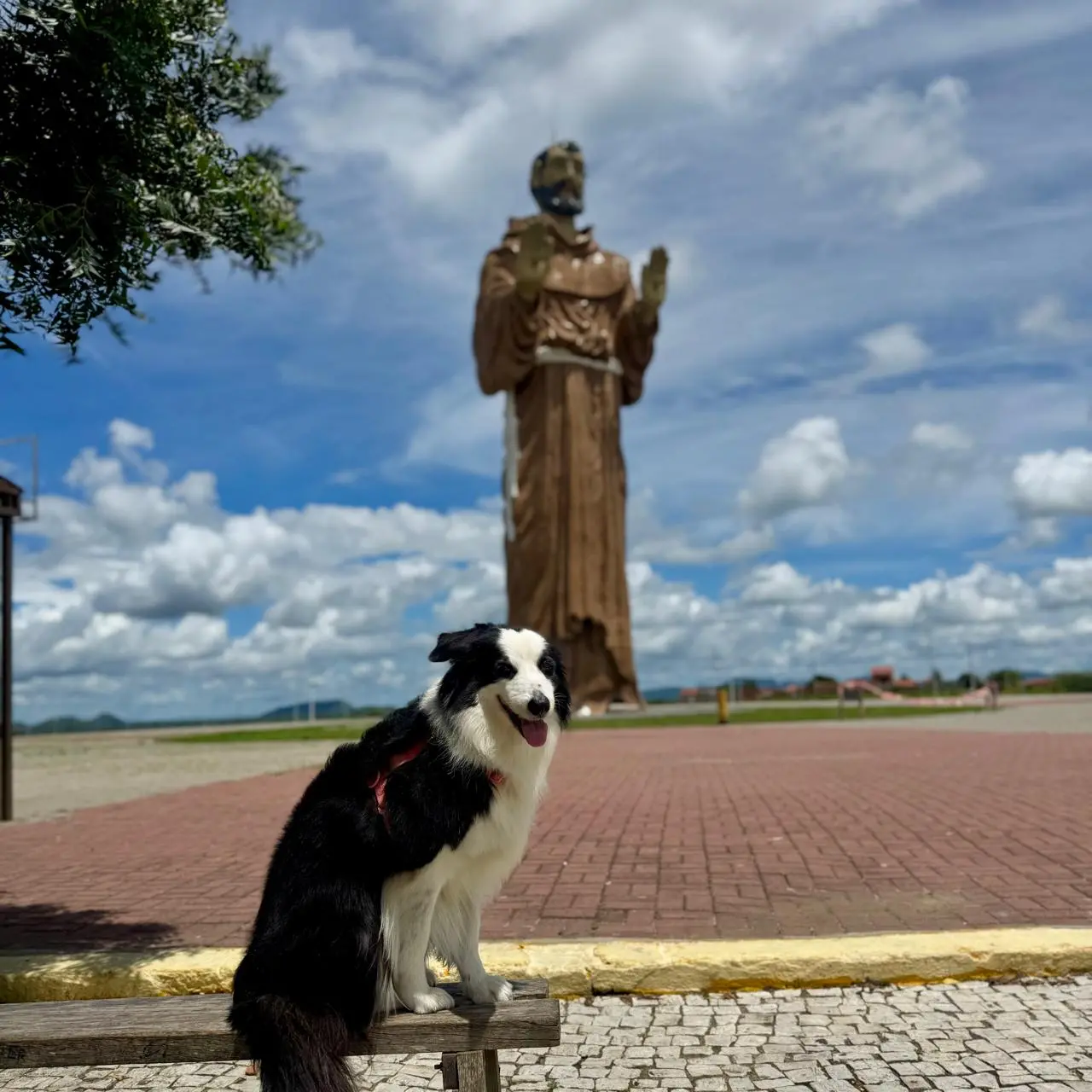 cachorra