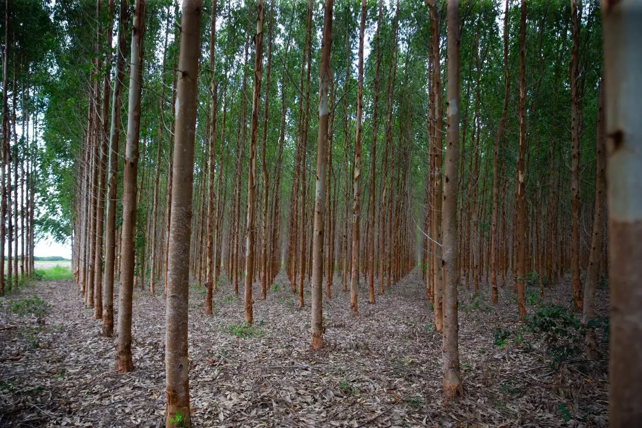 Floresta de eucalipto