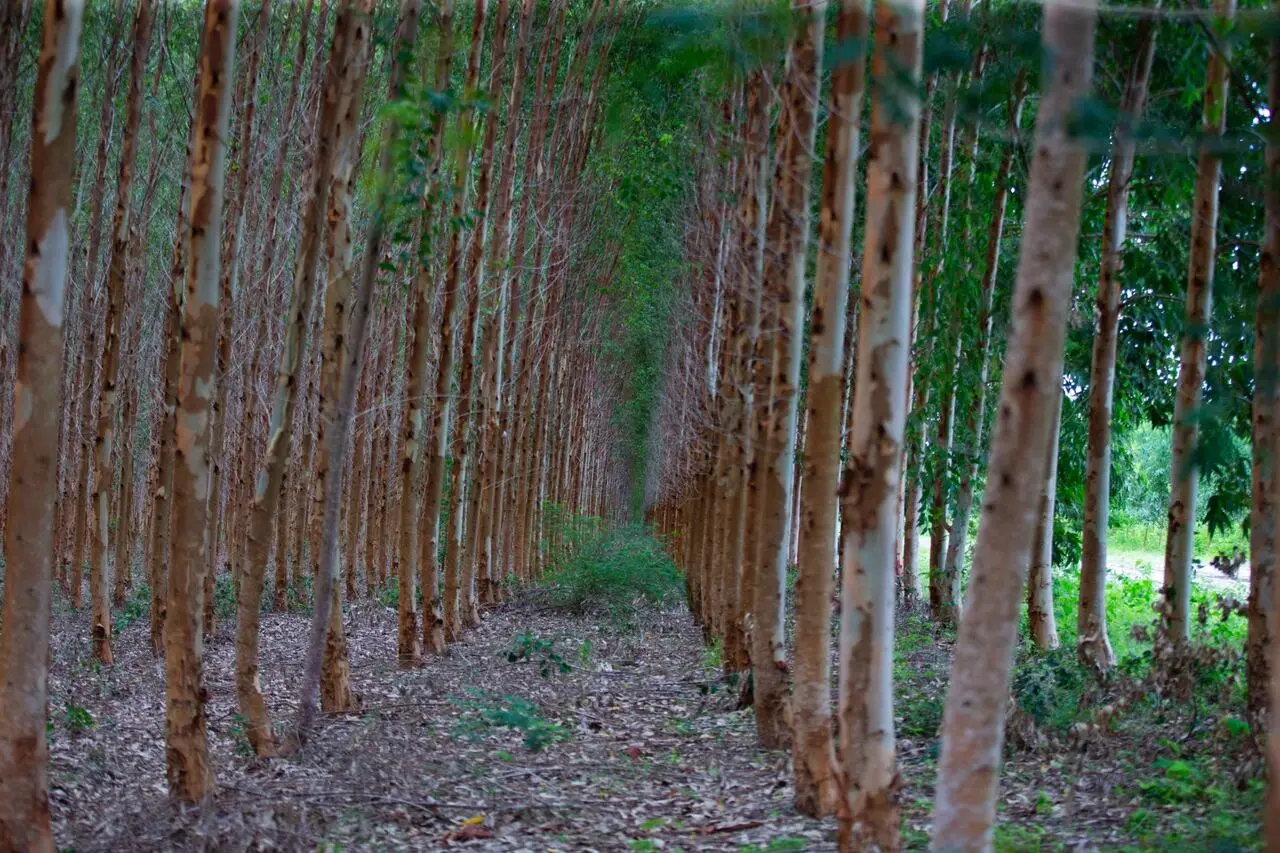 Corredor entre fileiras de eucaliptos em plantação florestal revela árvores alinhadas e vegetação rasteira nas laterais. O solo está coberto por folhas e galhos secos.