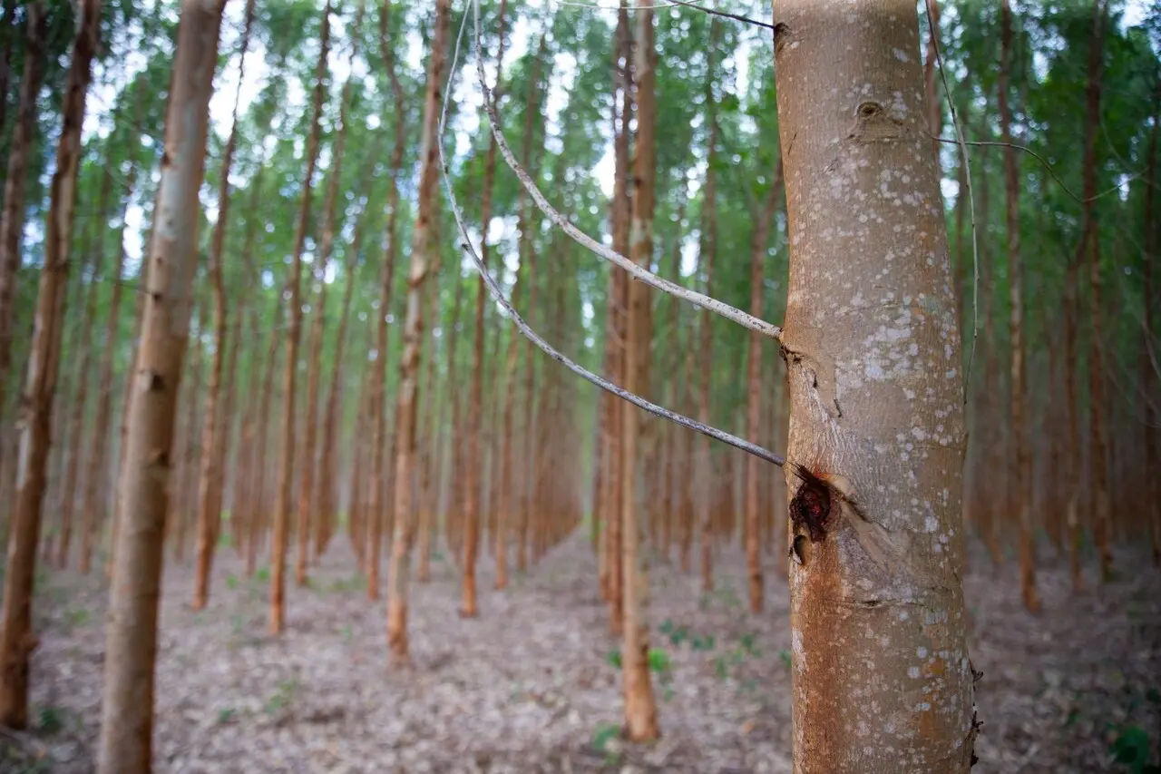 Plantação de eucaliptos mostra fileiras de árvores altas e finas em área reflorestada. Tronco em primeiro plano aparece em foco, enquanto os demais se estendem ao fundo sobre solo coberto por folhas secas.
