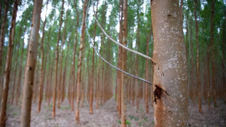 Plantação de eucaliptos mostra fileiras de árvores altas e finas em área reflorestada. Tronco em primeiro plano aparece em foco, enquanto os demais se estendem ao fundo sobre solo coberto por folhas secas.