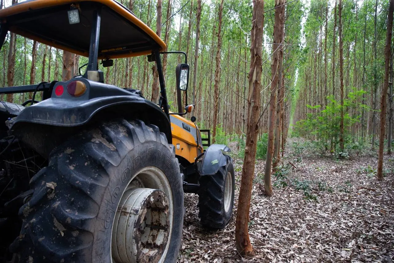 Plantação de eucalipto com trator