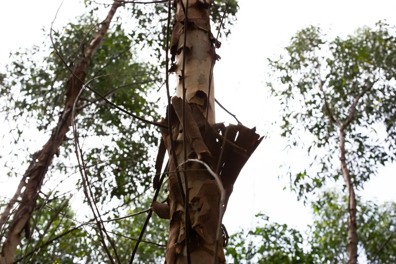 Floresta de eucalipto
