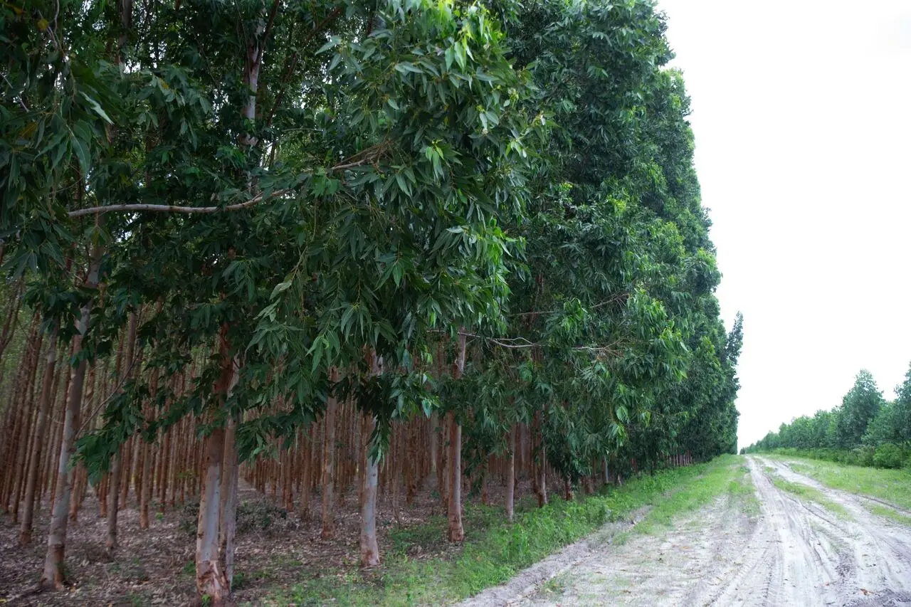Floresta de eucalipto