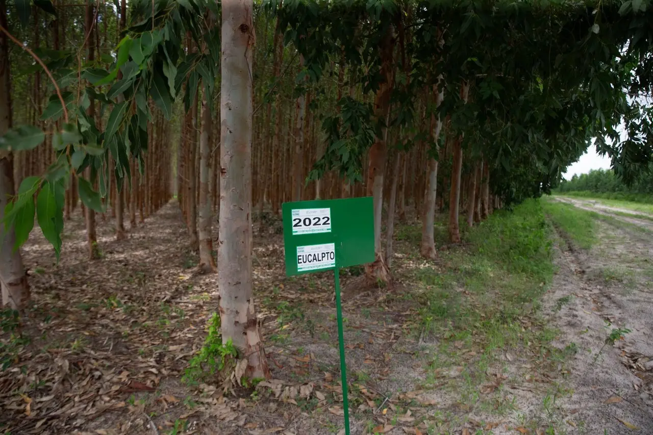 Floresta de eucalipto